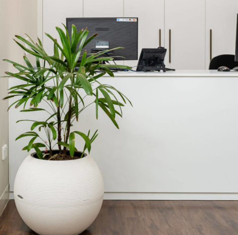 skinbox reception area white with green plants